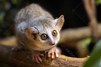 Gray mouse lemur (Microcebus murinus)