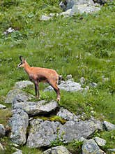 Chamois