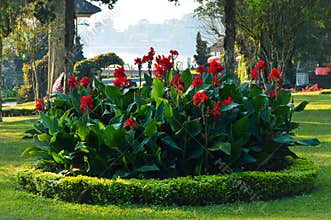 A Group Of Red-flowered Canna X Generalis Plants In The Middle Of A Circle Of Short Plants Adorning The Garden Park