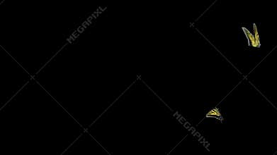 Group of Flying Yellow Butterflies. 4k. Animated Video