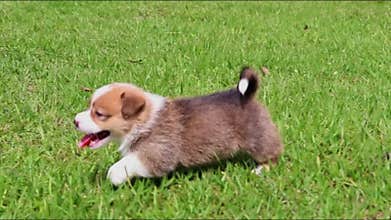 Closeup shot of a Pembroke Welsh Corgi puppy running on the green grass