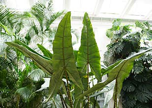 The long leaves of Alocasia Zebrina Tiger Elephant ear