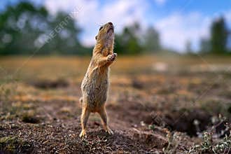 Ground Squirrel funny dance, Spermophilus citellus, sitting in the green grass during summer, wide angle habitat, Czech Republic.