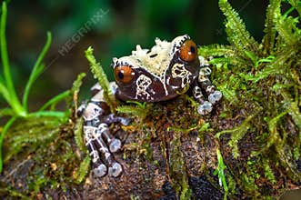 White-brown masked forest frog