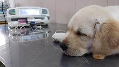Puppy dog in veterinary clinic