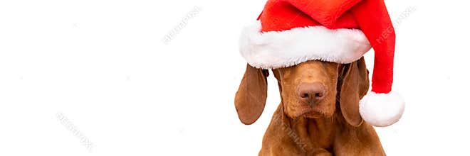 Dog Christmas Background. Vizsla wearing red Santa hat studio portrait on white background. Front view headshot.