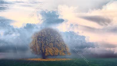 Lonely tree with yellow leaves