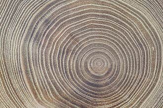 Closeup of acacia wood slice showing the vessels, rays, and annual rings. Concentric growth rings of an acacia tree. Tree anatomy