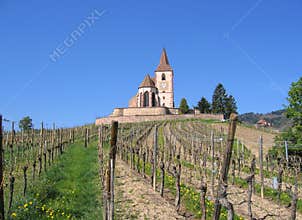 Wine trail french vineyard old church alsace france