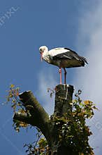 Ooievaar op boomstronk