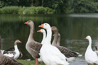 Geese
