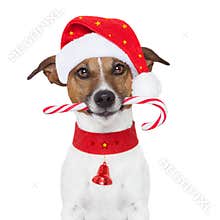 Christmas dog