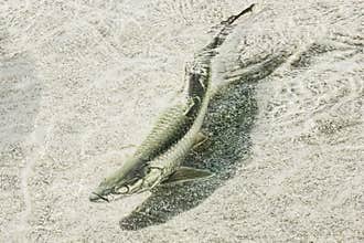 Atlantic Tarpon