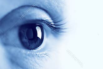 Eye
