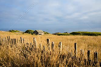 Fence along golden field with old barn