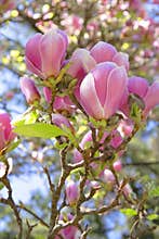 Magnolia