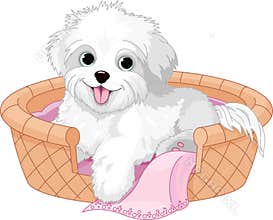 White fluffy dog