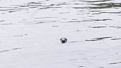Grey seal looking at camera at sea before diving
