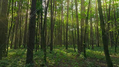 Beautiful sunlight forest tree magic green plant nature jungle