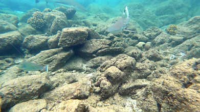 Black tip reef sharks