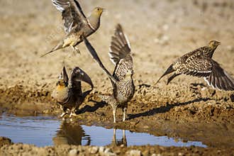 Namaqua sandgrouse in Kgalagadi transfrontier park, South Africa
