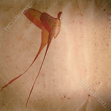 Long tail butterfly moth old grunge