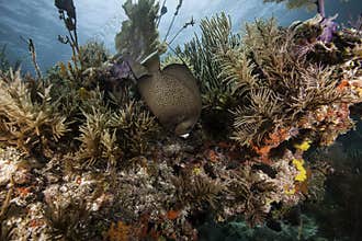 French Angelfish on Coral Reef