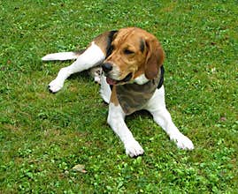 Beagle dog