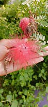 Calliandra flower image HD Download