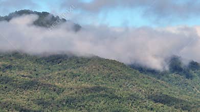 Tropical forests can absorb large amounts of carbon dioxide from the atmosphere