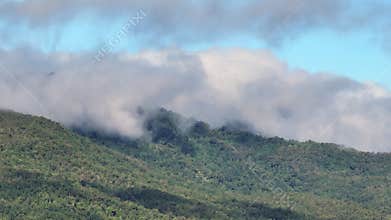 Tropical forests can absorb large amounts of carbon dioxide from the atmosphere