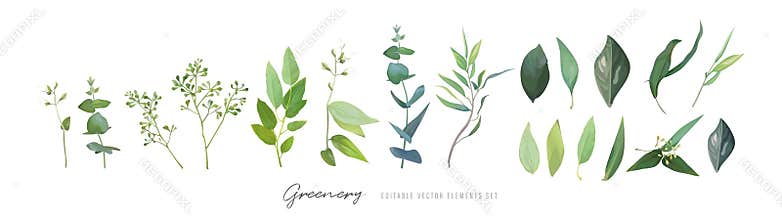 Vector green leaves, seeded eucalyptus branches set. Watercolor  jasmine flowers twig. Editable designer elements set. Sage, green