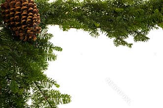 Christmas border with large pine cone