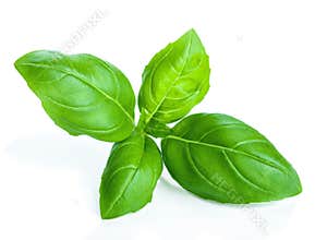 Basil isolated