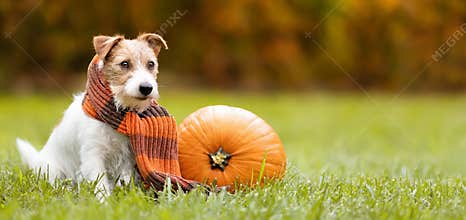 Funny dog sitting with a pumpkin in autumn, halloween, happy thanksgiving day, fall banner