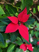 Red poinsettia Christmas flower decoration