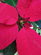 Red poinsettia Christmas flower decoration