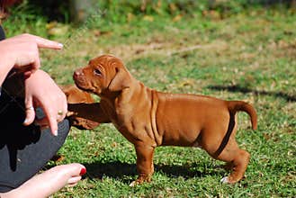 Puppy dog training