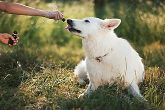 Boy giving dog a dropper with CBD oil
