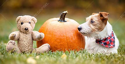 Funny dog with a pumpkin and a toy in autumn, halloween, happy thanksgiving day, fall banner