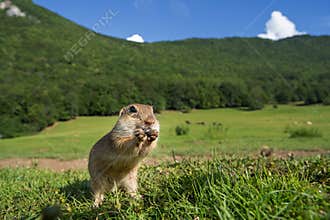 European ground squirrel, spermophilus citellus, european souslik