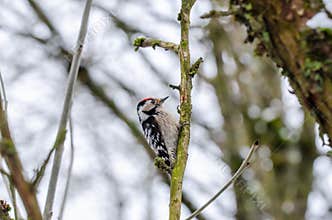 Lesser spotted woodpecker lands on dry apple tree