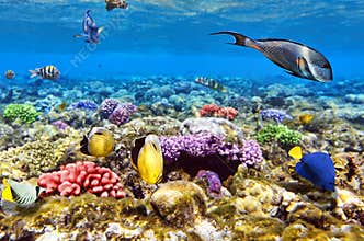 Coral and fish in the Red Sea.Egypt