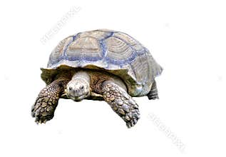 Tortoise