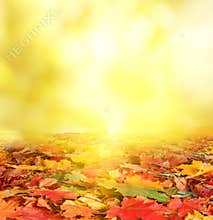 Autumn landscape.