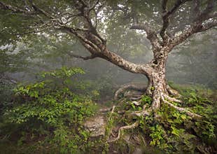 Creepy Fairytale Tree Spooky Forest Fog NC Fantasy