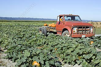 Old truck at pumpkin farm
