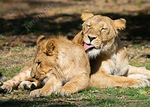Asiatic Lioness Cleaning her cub's fur and skin during sun basking