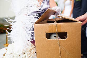 Pigeons in a paper box