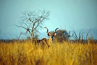 Male Kudu Antelope